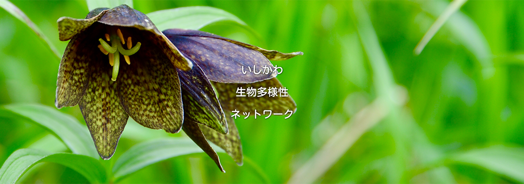 いしかわ生物多様性ネットワーク